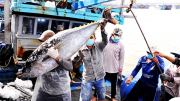 Phú Yên với 180 ngày hành động tháo gỡ “thẻ vàng” thủy sản