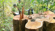 Công an vào cuộc điều tra vụ phá rừng phòng hộ Vân Canh