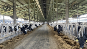 Gây ô nhiễm môi trường, doanh nghiệp bò sữa công nghệ cao bị phạt 560 triệu đồng