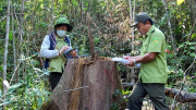 Truy tìm đối tượng khai thác gỗ trái phép tại rừng phòng hộ Vân Canh