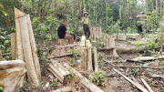Khởi tố 4 đối tượng trong vụ cưa hạ trái phép 149 cây gỗ tại Gia Lai