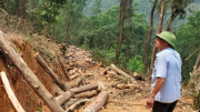 Phạt 85 triệu đồng đối tượng khai thác trái phép gỗ rừng phòng hộ