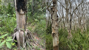 Điều tra vụ hủy hoại rừng rất nghiêm trọng
