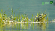 Một cá thể rùa Hoàn Kiếm tại hồ Đồng Mô bị chết