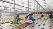 Nông sản Việt vượt nửa vòng trái đất chinh phục khách hàng