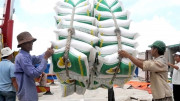 Xuất khẩu gạo tăng nhưng doanh nghiệp thiếu hụt vốn