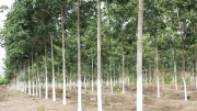 Nhiều sai sót, vi phạm trong việc góp vốn thực hiện dự án trồng cao su tại Lào