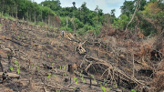 Xã tái nghèo, nhiều người dân không được hưởng lợi từ rừng, vì sao?