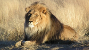 Chú sư tử hoang dã già nhất nhì châu Phi bị giết chết