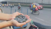 Cần sớm dẹp nạn “đinh tặc” ở nhiều tuyến đường TP Hồ Chí Minh