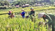 Đẫm mồ hôi cùng bà con gặt lúa giữa ngày nắng lửa