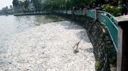 Hà Nội nói gì về khắc phục tình trạng cá chết hàng loạt ở hồ Tây?