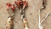 Liên tiếp nhiều người bị ngộ độc khi ăn nấm giống “đông trùng hạ thảo”
