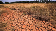 Khoảng 10.000ha cây trồng nguy cơ gặp hạn hán, thiếu nước