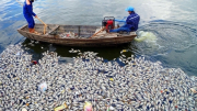 Hàng tấn cá chết nổi trắng mặt hồ An Biên