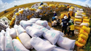Thu mua thóc, gạo hàng hoá đảm bảo cân đối xuất khẩu và tiêu dùng nội địa