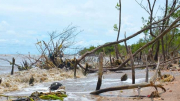 Cà Mau kịp thời khắc phục diện tích rừng bị thiệt hại do mưa bão gây ra
