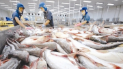 Trung Quốc là thị trường nhập khẩu cá tra lớn nhất của Việt Nam