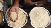 UAE cấm xuất khẩu và tái xuất khẩu gạo sau quyết định của Ấn Độ