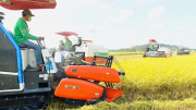 Cơ hội và thách thức trong sản xuất, xuất khẩu gạo của Việt Nam