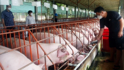 Sức ép về giá và nguy cơ lây lan dịch bệnh từ lợn thịt nhập lậu