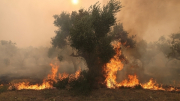 Phát hiện 18 thi thể cháy rụi vì hỏa hoạn ở Hy Lạp