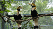 Cặp chim Hồng hoàng quý hiếm được thả vào rừng tự nhiên Phong Nha-Kẻ Bàng