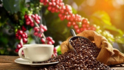 Xuất khẩu cà phê có thể đạt 4 tỷ USD
