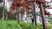 Tỉnh Lâm Đồng chỉ đạo làm rõ vụ phá rừng mà Báo CAND phản ánh