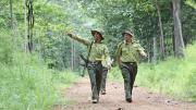 Một kiểm lâm trúng đạn khi đang tuần tra bảo vệ  Vườn quốc gia Yok Đôn