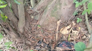 Tìm tung tích bộ xương người phát hiện dưới gốc cây ven đường