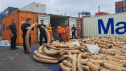 Đẩy mạnh chống buôn lậu, hàng giả vùng biển Đông Bắc