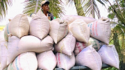 Giá lúa gạo tăng cao nhưng doanh nghiệp xuất khẩu gặp khó