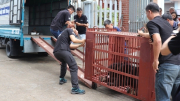 Cứu hộ gấu ngựa nặng gần 160kg tại huyện Mê Linh