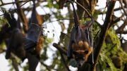 Nipah và mối họa từ động vật hoang dã