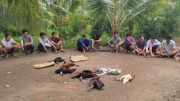 Gần 20 người kéo nhau vào vườn dừa tổ chức đá gà ăn tiền