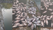 Thông tin về vụ cá chết hàng loạt nổi trắng mặt ao ở Sơn La