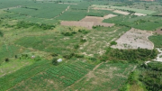 Gần 100ha đất Dự án sân bay Long Thành bị chiếm dụng để trồng sắn