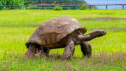 Cụ rùa sống lâu nhất thế giới