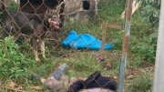 Nữ công nhân bị chó cắn chết khi cho chó ăn
