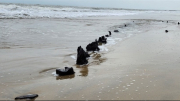 Đề xuất khai quật khảo cổ học với hiện vật nghi xác tàu cổ ở bờ biển Hội An
