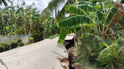 Nhiều tuyến đường nông thôn ở Cà Mau bị sụt lún do hạn hán
