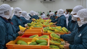Dư địa thị trường xuất khẩu rau quả Việt Nam rất lớn