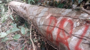Khẩn trương làm rõ vụ phá rừng liên huyện để thi công đường dây 110kV