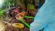 Một con chó dại cắn 14 người ở Quảng Ninh