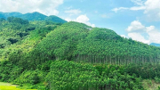 Việt Nam có thể thu 5.000 tỷ mỗi năm nhờ bán tín chỉ carbon từ rừng