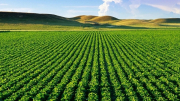Đưa các quy định mới về đất nông nghiệp trong Luật Đất đai 2024 vào cuộc sống: Kỳ vọng nhiều đột phá
