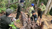 Thông tin mới nhất vụ phá rừng để làm đường dây điện 110kV tại Quảng Nam