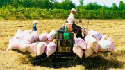 Để phát triển bền vững chuỗi giá trị lúa gạo