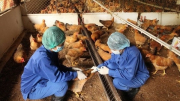 Nam sinh viên tử vong vì cúm A/H5N1 có đi bẫy chim hoang dã